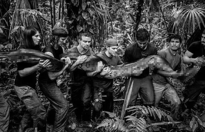 大蟒蛇攻击人视频,蟒蛇为什么不像小蛇一样攻击人