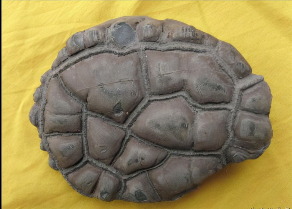 捡什么样的石头能发家致富 (捡石头真的可以发财吗)