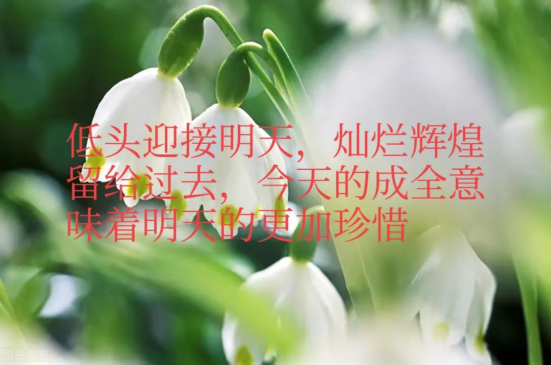 玫瑰花瓣一天天凋落在眼前,玫瑰花瓣一片片