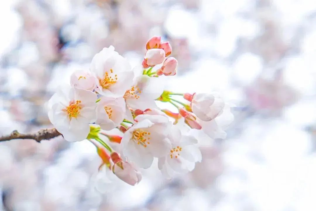 雨樱也浪漫！浙工大美美美！