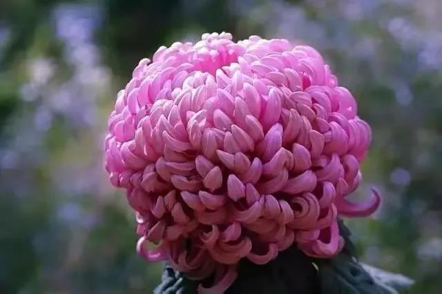 在春暖花开季节遇见浪漫,浪漫总是发生在春暖花开时配音