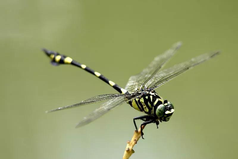 郭沫若名言把书读活,郭沫若经典语录摘录大全