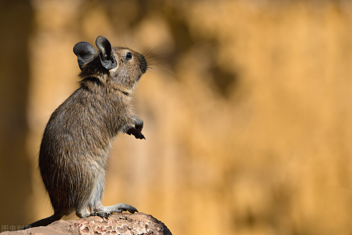 关于鼠的文化名人及文化作品,鼠文化目录