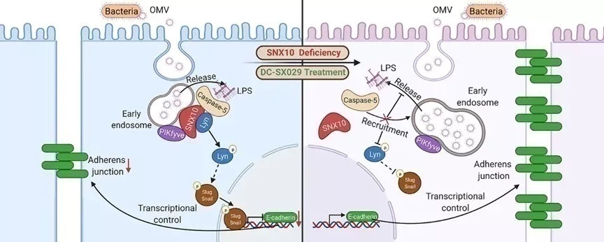 复旦大学最尖端的科研成果,复旦团队发表研究成果