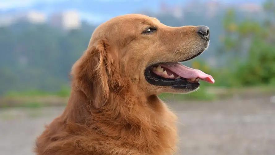 宠物夏季防病措施有哪些,夏季养宠物犬注意事项