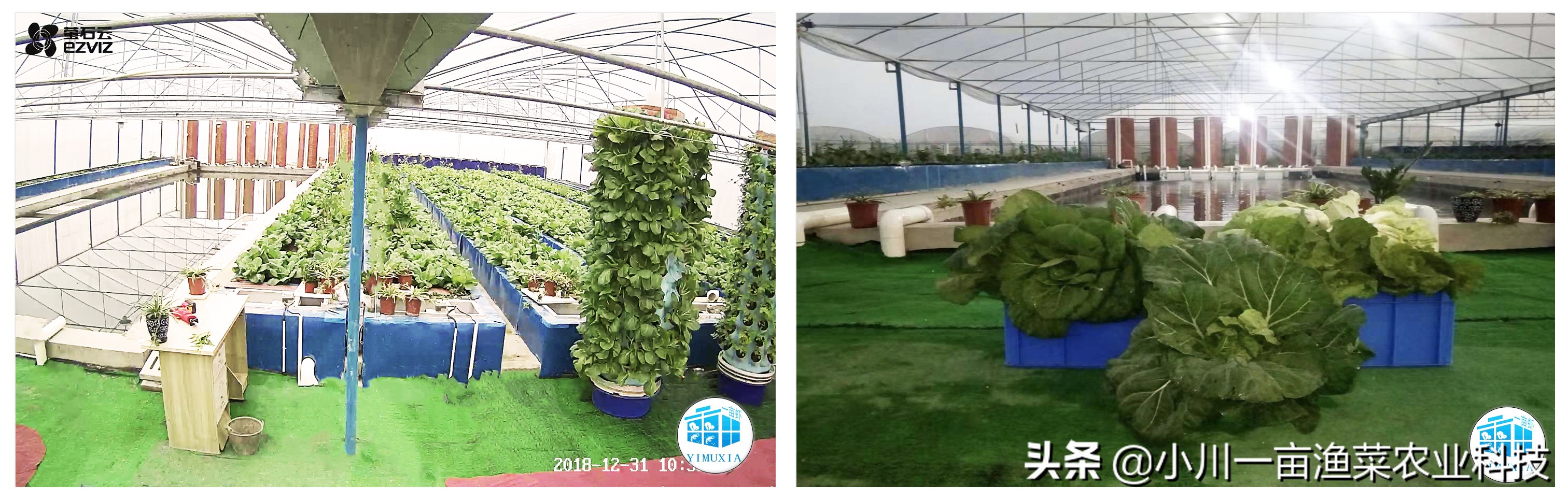 鱼菜共生硝化菌的制作方法,鱼菜共生需要投放硝化菌吗