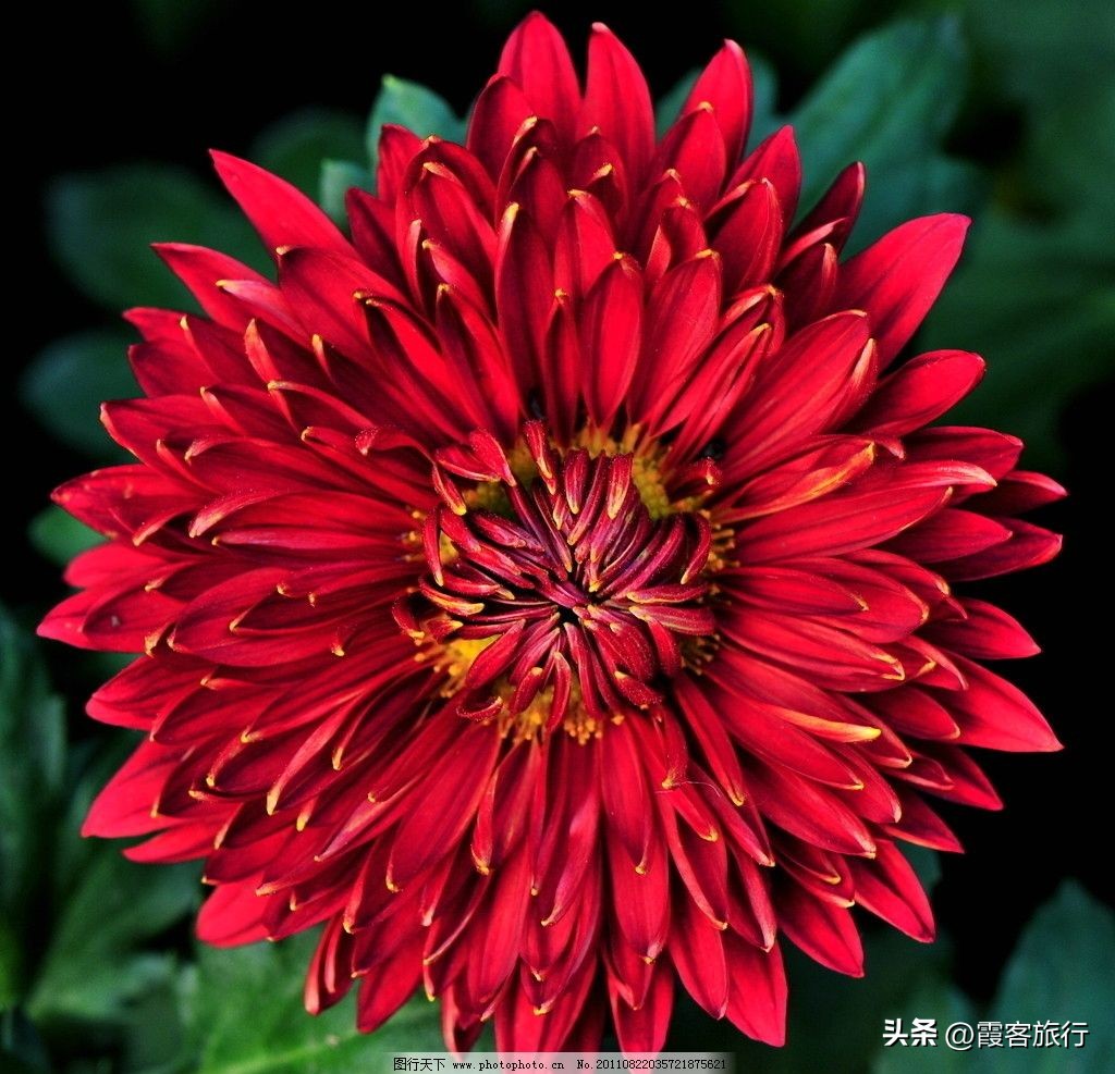 菊花有多少种颜色分别是什么色,菊花的品种分类以及颜色和形状