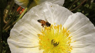 勤劳的小蜜蜂是怎么采蜜的,你见过蜜蜂采蜜的样子吗