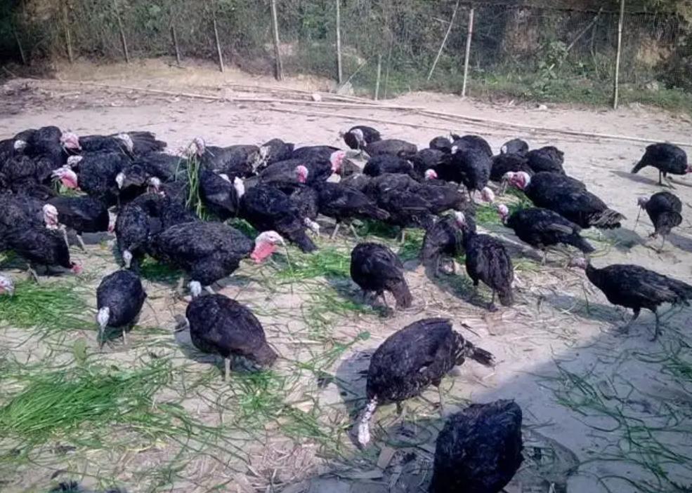 火鸡为什么不在中国常见,西方火鸡为什么中国很少食用