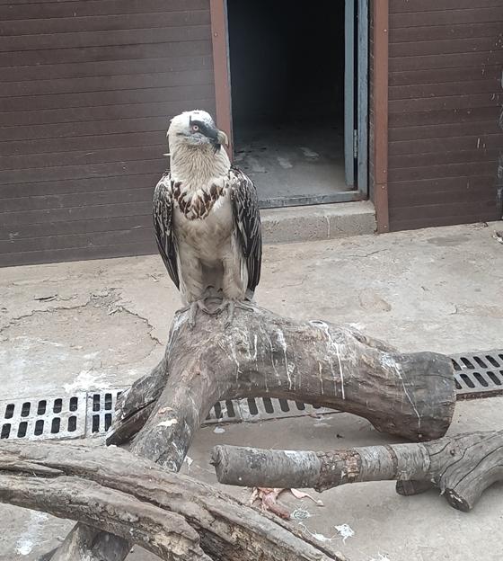 包头市动物园在哪里,包头劳动公园动物园