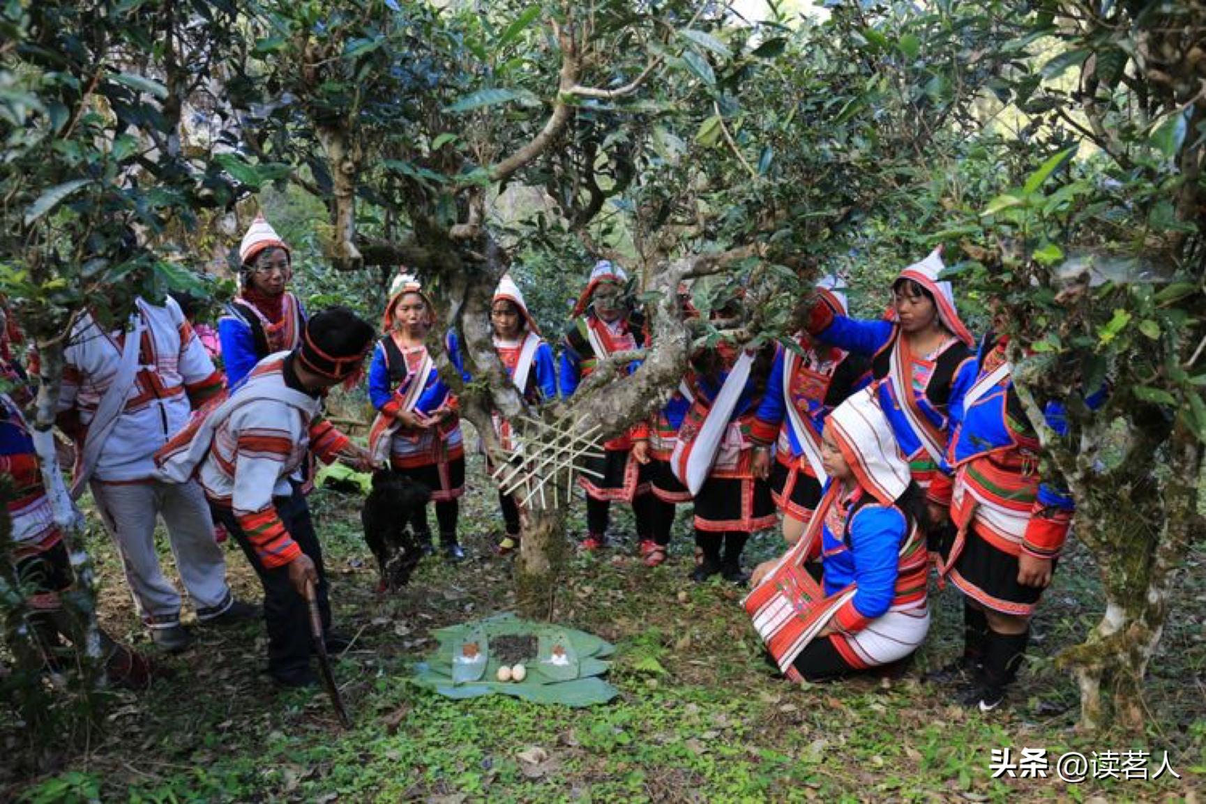 寻味云南普洱,寻味普洱生茶