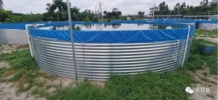 帆布池养殖泥鳅到底行不行,南美白对虾帆布池养殖可靠吗