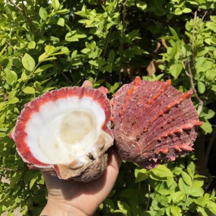 海南海鲜贝类有哪些,海南海鲜贝类