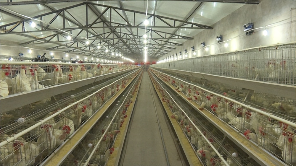 家禽生产中的发展策略,家禽养殖和内陆养殖