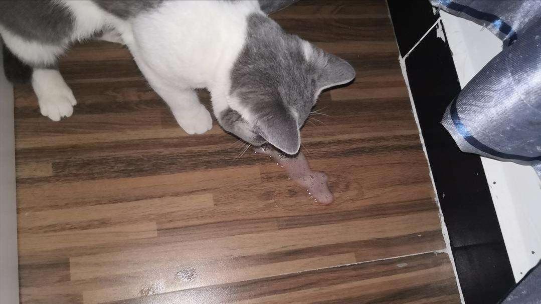 猫咪频繁呕吐的原因及解决方法,猫咪呕吐的几种原因及治疗方法