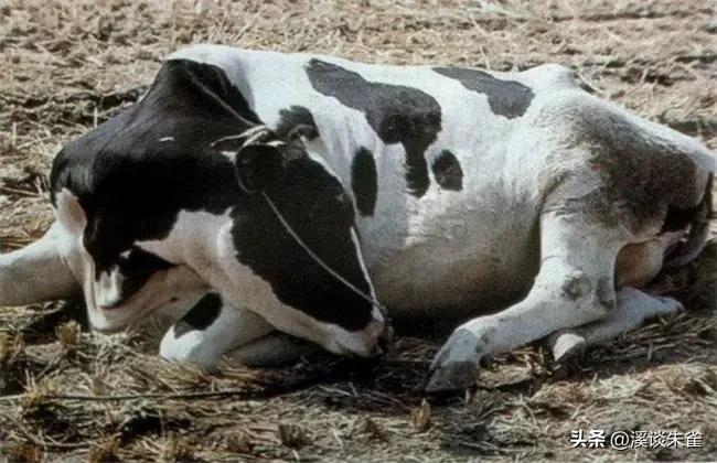 巴西布兰格斯牛和内洛尔牛中,探索双叉巴贝虫和蜱虫的季节性波动