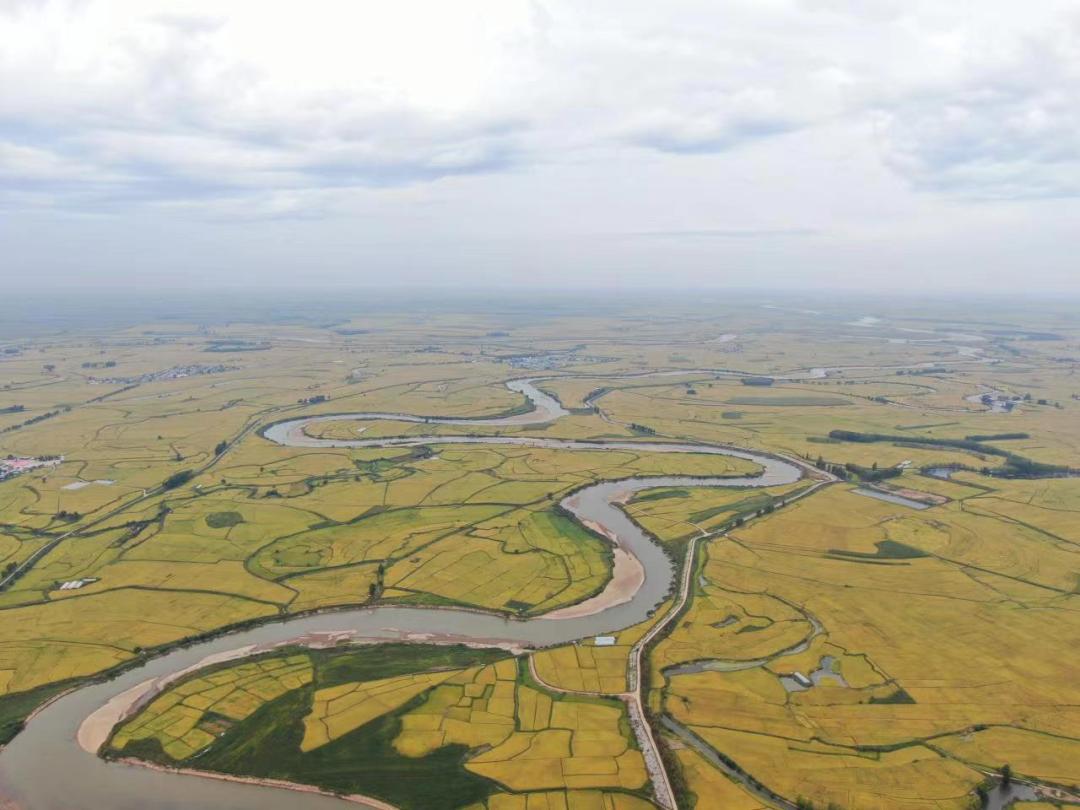 怎么辨认真正五常大米,五常大米稻花香2号如何辨别真假