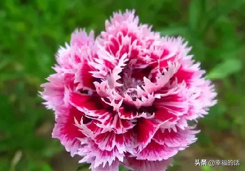 英国国花世界各国的国花,各种国家的国花大全