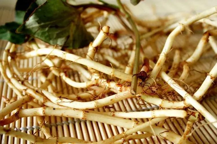 中医草药鱼腥草介绍,厨房中的中药药材