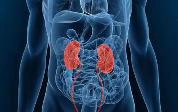 对肾没损伤的乙肝抗病毒药,乙肝药物性肾损伤怎么恢复