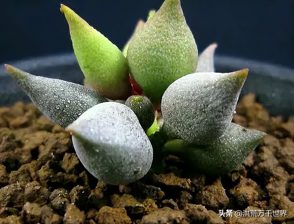16元的多肉品种大全,水泡多肉养殖方法
