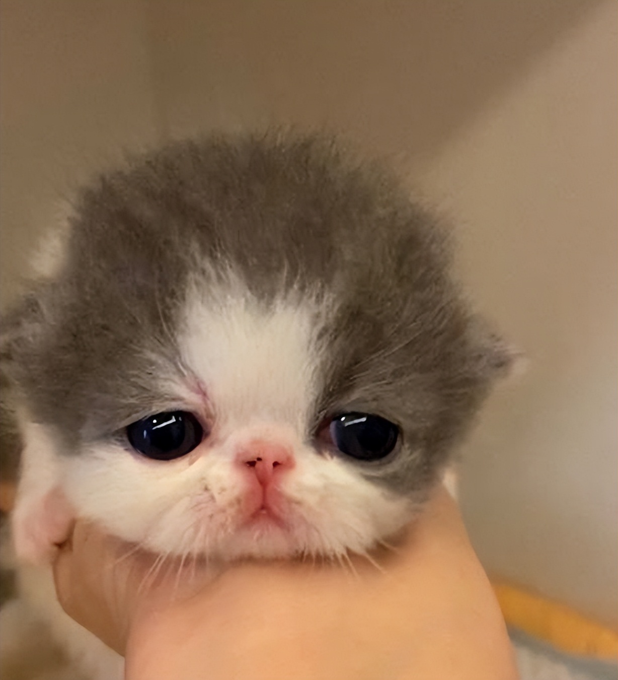 传染性腹膜炎用什么药物,传染性腹膜炎怎么治疗