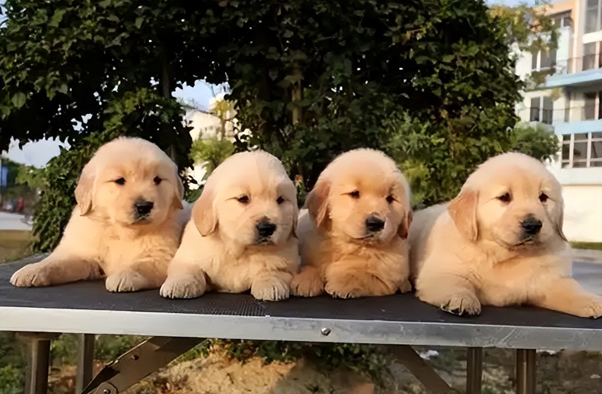 买金毛注意事项,买金毛注意事项有哪些