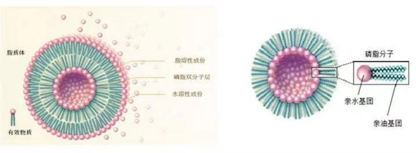 四川肽美,四川肽美生物科技有限公司怎么样