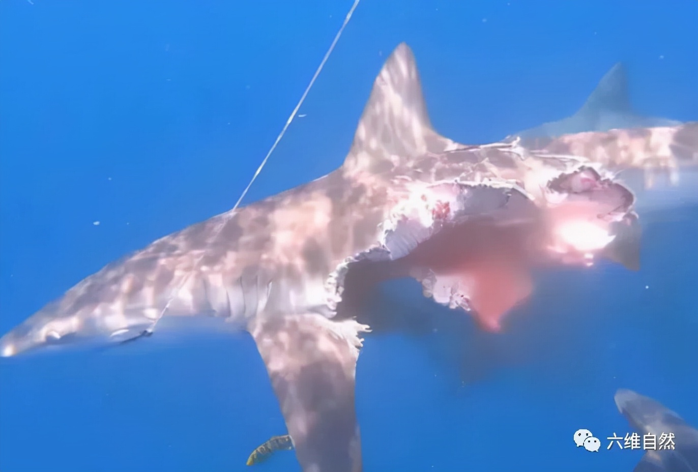 西班牙将一条黑鳍鲨放归海洋，却被其它鲨鱼攻击，被啃半个鲨鱼身