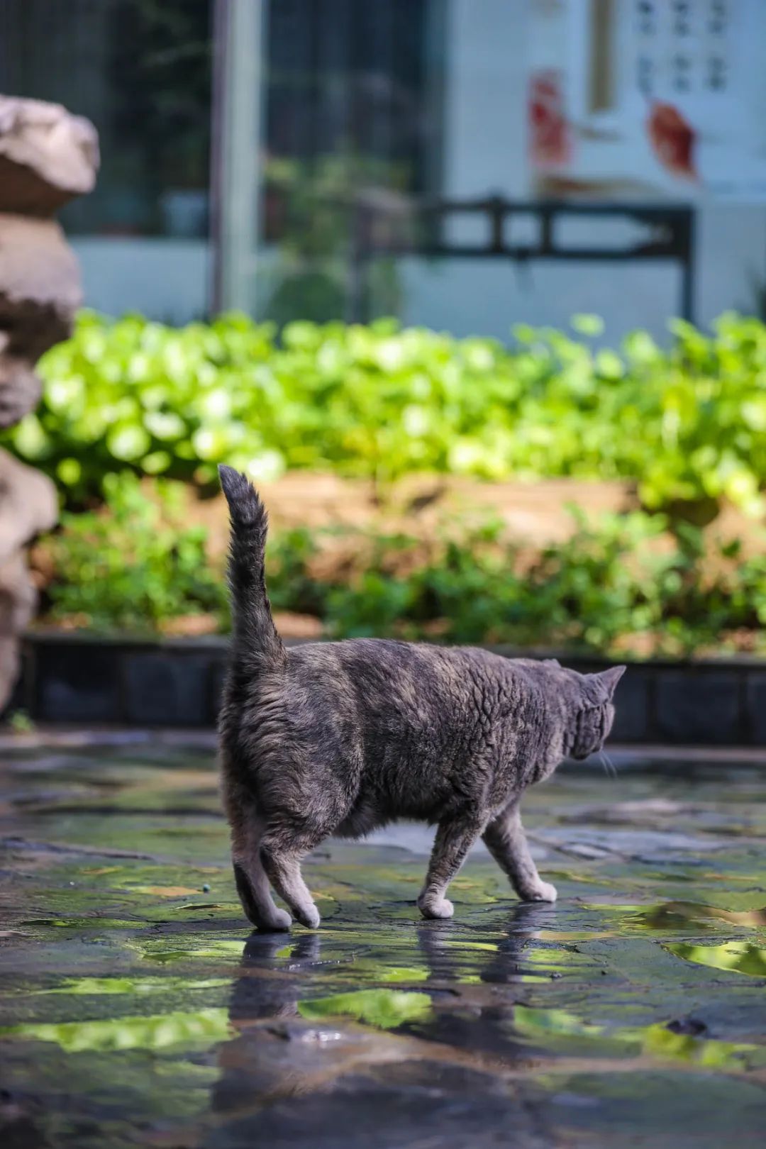 奇怪的蓝星人，小猫咪不懂