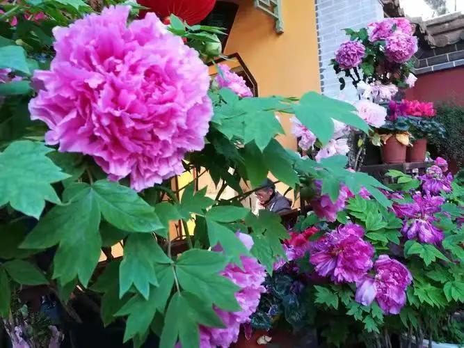 这个季节去哪里玩最合适昆明周边,昆明周边过年旅游推荐