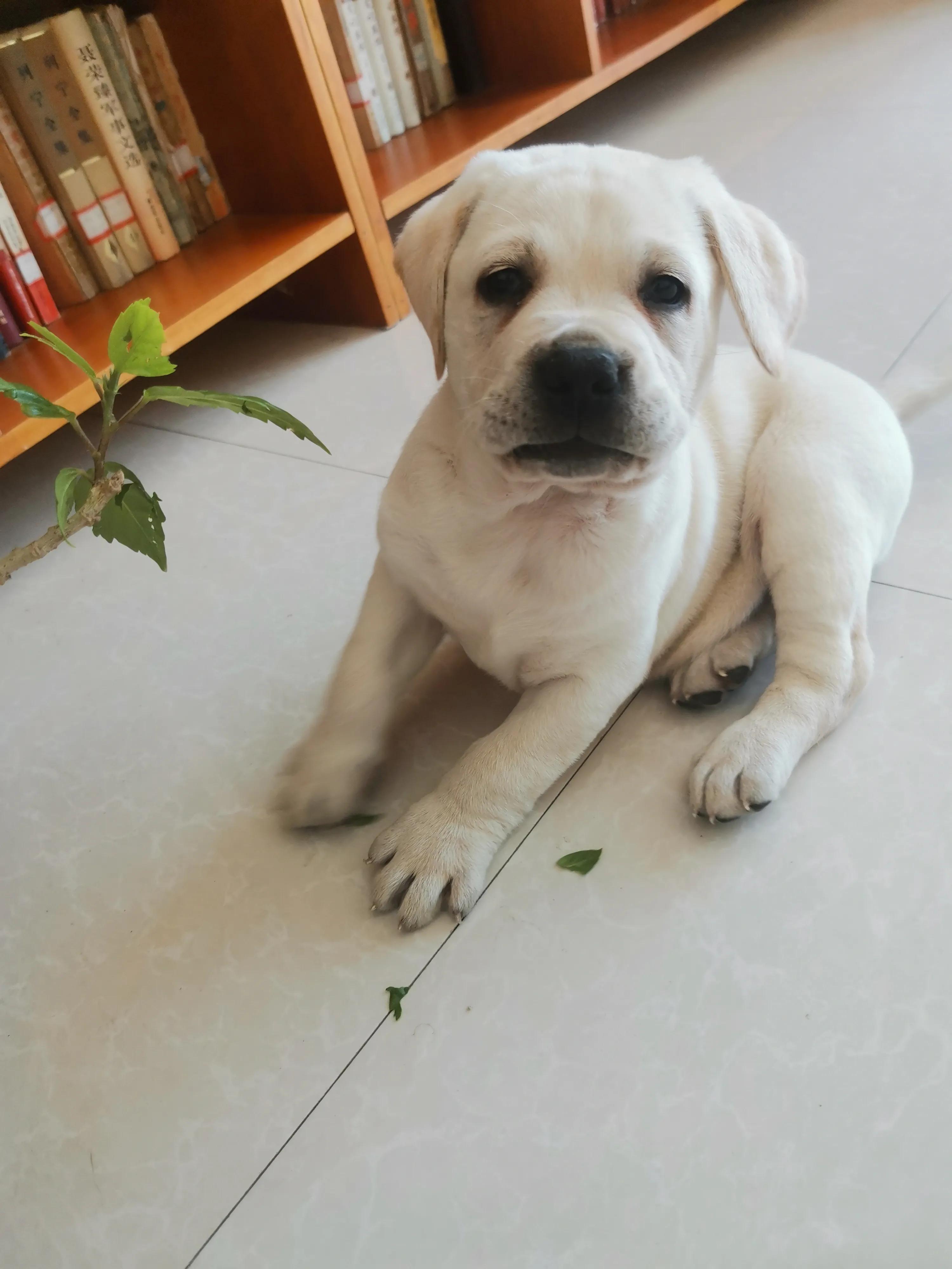 我家来了新成员,我家来了新成员作文