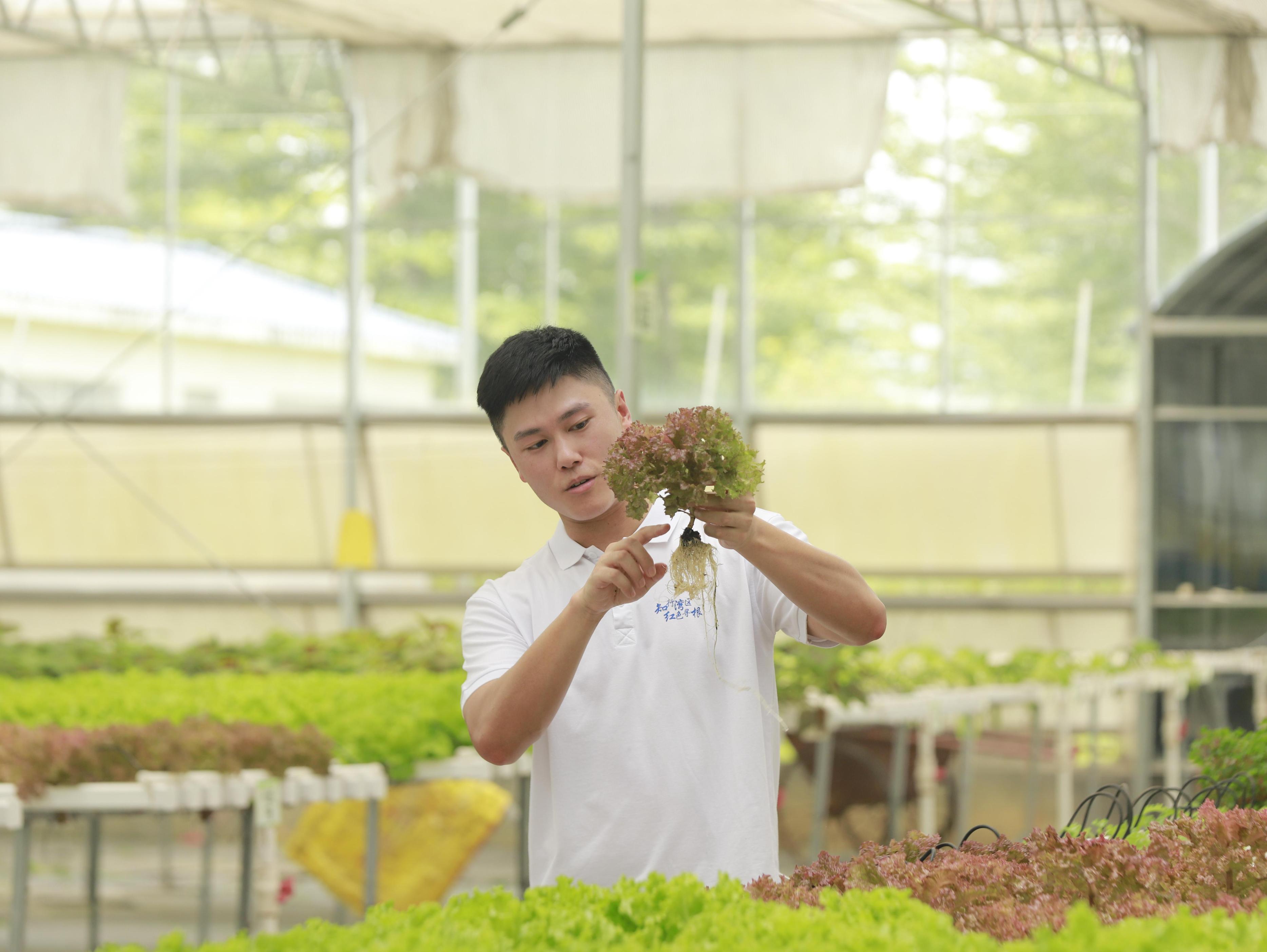 “传销”还是种菜？香港青年在大湾区创业的苦与乐丨约创大湾区