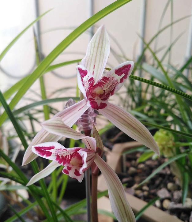 此兰为我国“独有”，花似彩蝶，寓意吉祥，让人过目难忘