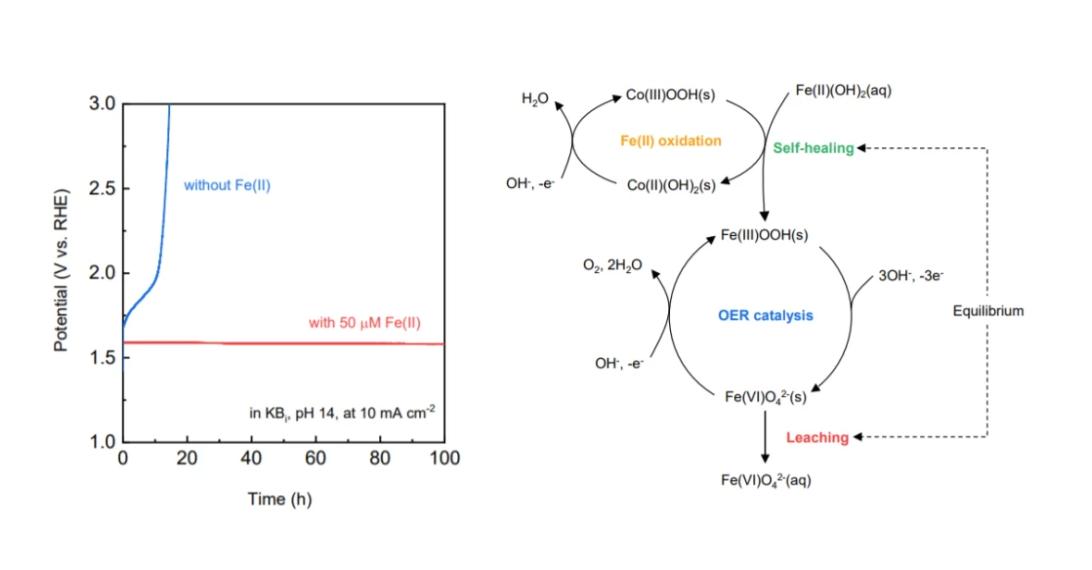 壳聚糖复合物的功效,壳聚糖复合物功效