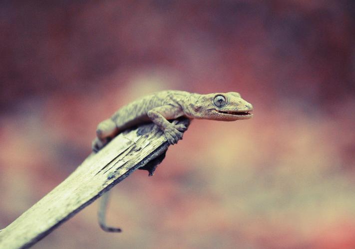 农村家里经常出现蝎子蜈蚣好不好,农村院子里的蝎子的克星