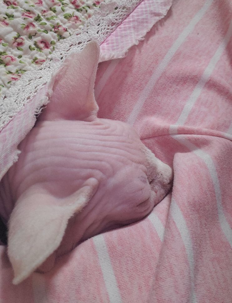 伴侣猫推荐,无毛猫斯芬克斯好不好