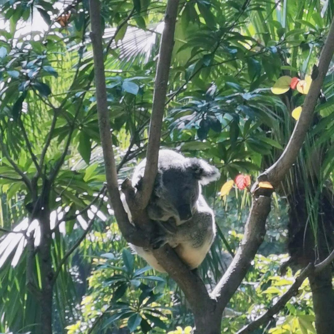广州长隆野生动物世界有大象吗,广州长隆野生动物世界有多少动物