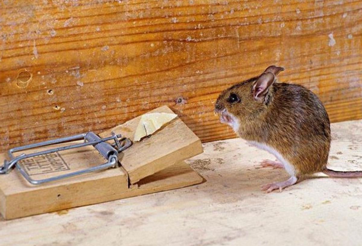 养鸡场数十只小鸡一夜被咬死，凶手竟是老鼠？普通耗子那么厉害？