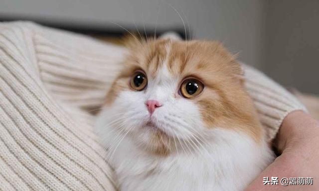 猫咪发癫乱叫,猫咪飙尿如何解决