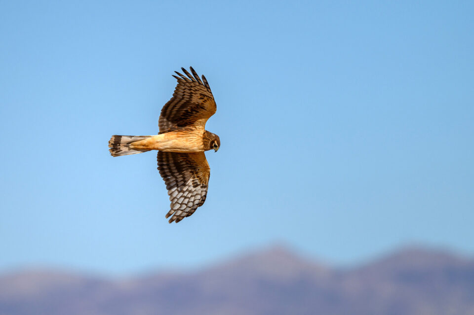 尼康d800属于哪个级别相机,尼康d5100单反相机入门教程