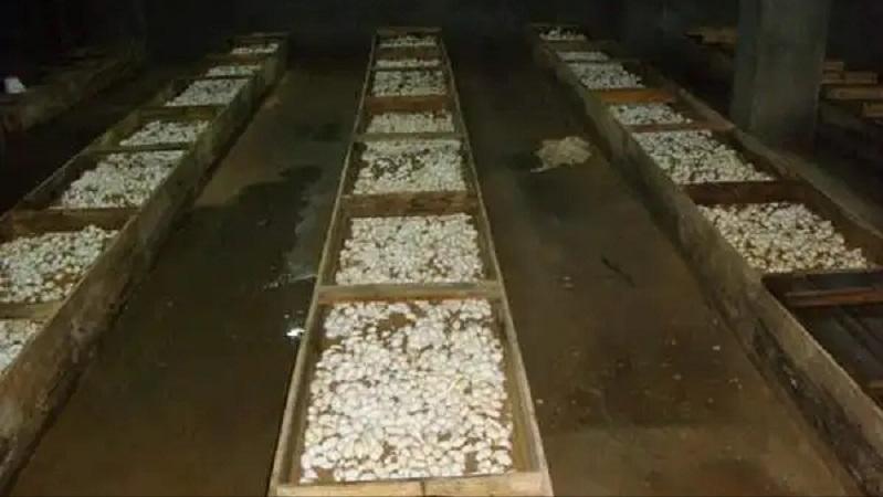 女子养蛇致富案例,广西女子投资几百万养毒蛇