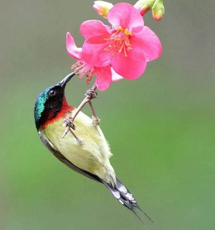 太阳鸟花,太阳鸟瞰最新作品