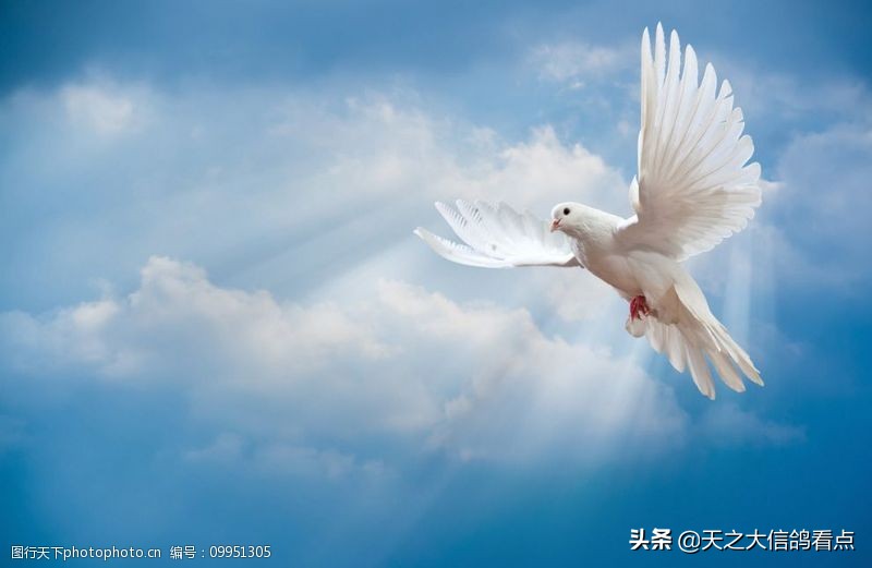 山上养鸽子条件,鸽子的正确养殖方法