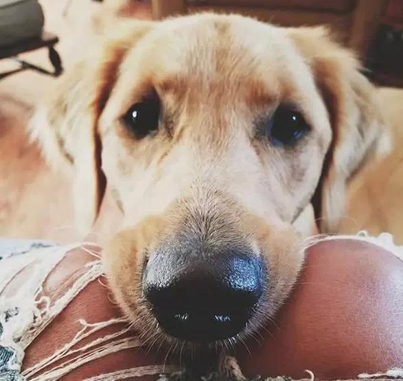 大金毛真的是太暖心了,大金毛到底有多可爱