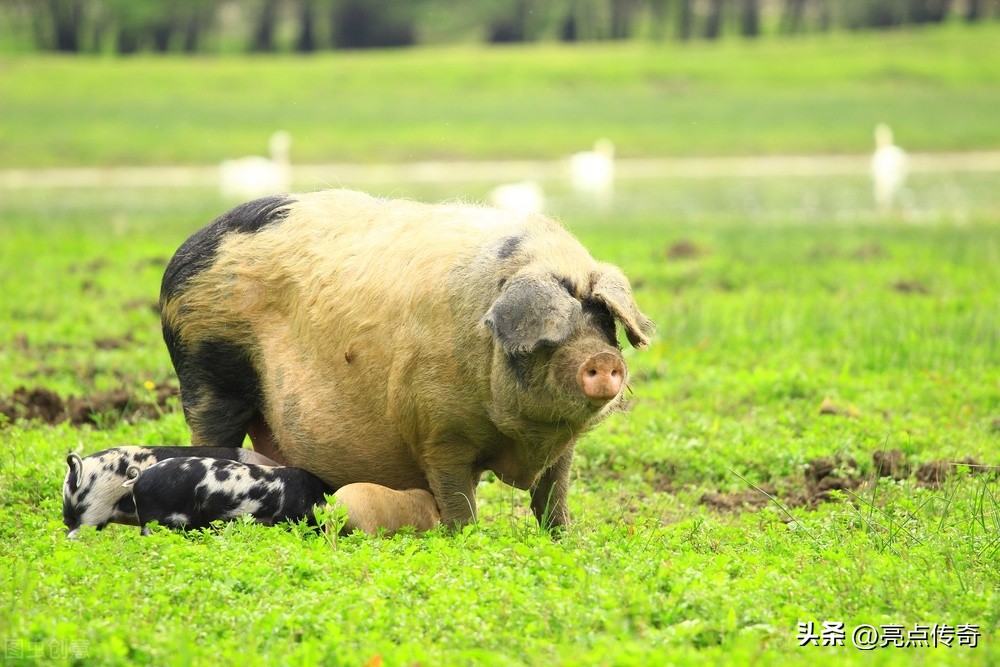 养殖户怎么知道哪些不可以养,养殖户的不知道的事