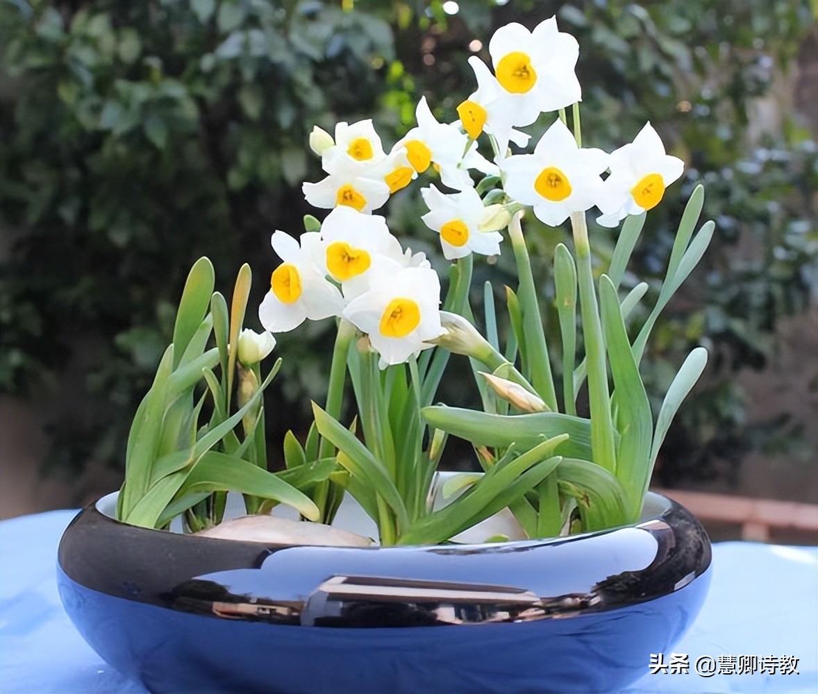满分作文我的植物朋友三年级,满分作文我的植物朋友300字