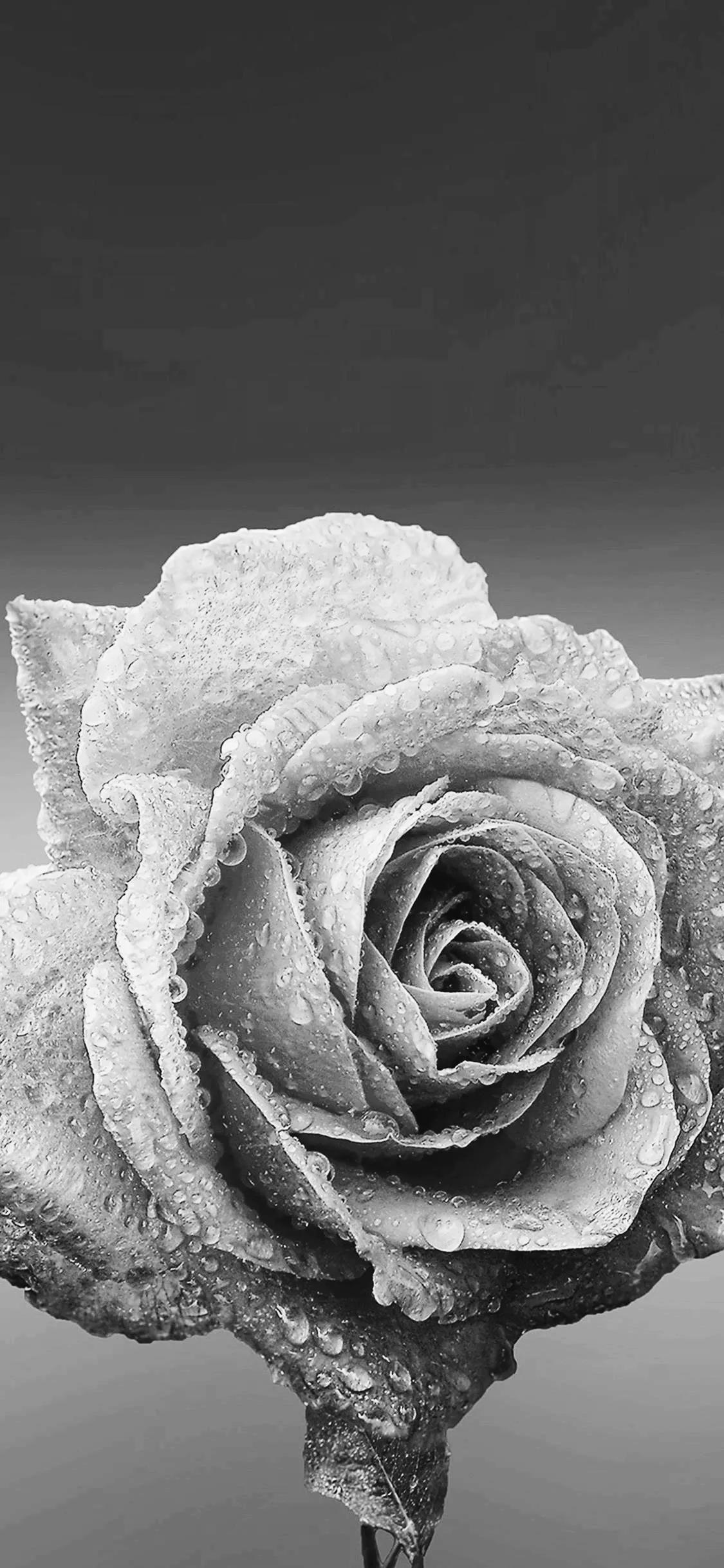 黑白花朵壁纸超清,全屏花朵壁纸无水印黑白