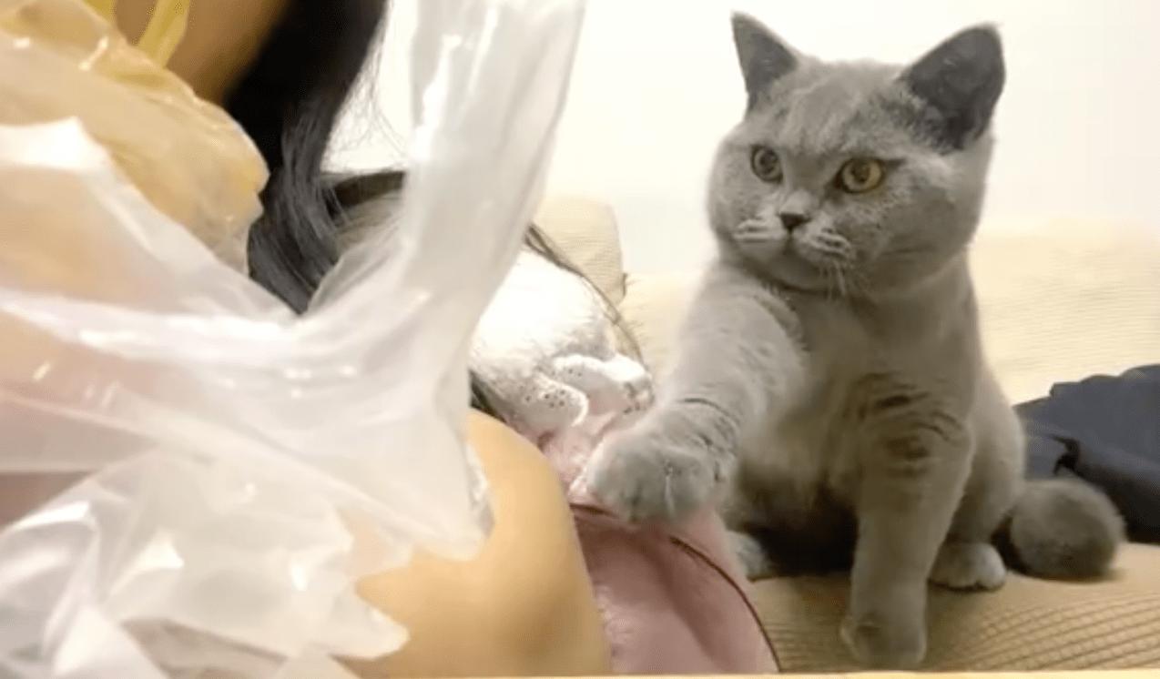 英短猫怎样才能哄好,英短猫抓你腿什么意思