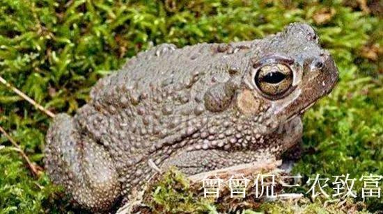 癞蛤蟆变金蝉诗句,癞蛤蟆变成金蝉